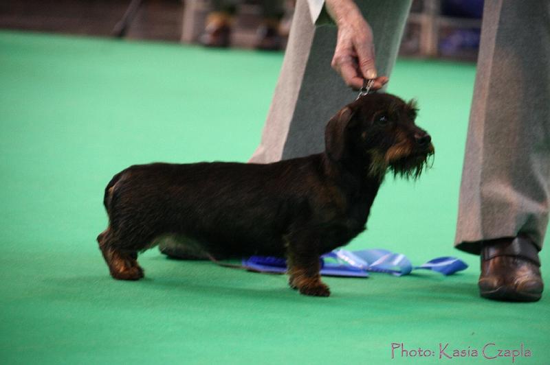 Crufts2011_2 1412.jpg